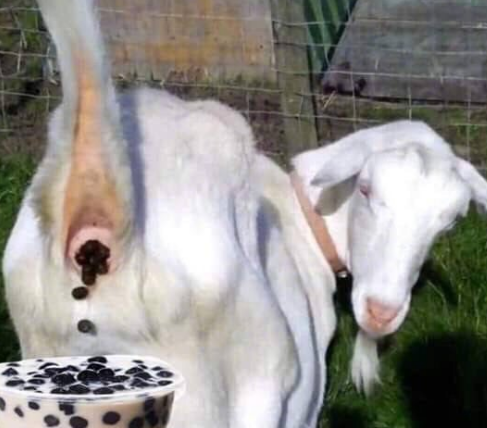 恶搞珍珠奶茶的减肥表情包恶搞gif搞笑图片