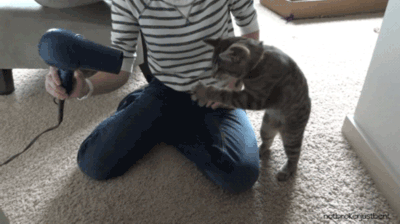 吹风机恶搞猫的搞笑图恶搞gif搞笑图片