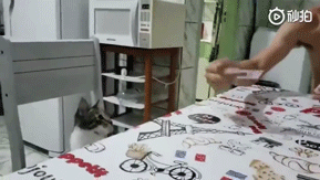 对着猫变魔术的恶搞图恶搞gif搞笑图片