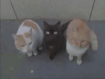 ps恶搞动物变身的动图恶搞gif搞笑图片