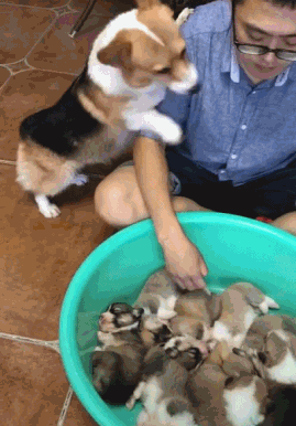 恶搞狗狗的gif图恶搞gif搞笑图片