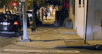 扮贞子恶搞猫咪的动图恶搞gif搞笑图片