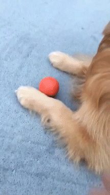 恶搞金毛狗狗的动态图恶搞gif搞笑图片