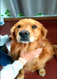 恶搞金毛狗狗的动图恶搞gif搞笑图片