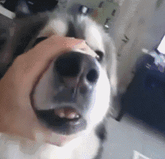 恶搞哈士奇的搞笑动图恶搞gif搞笑图片