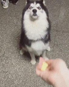 恶搞纯种哈士奇的动图恶搞gif搞笑图片