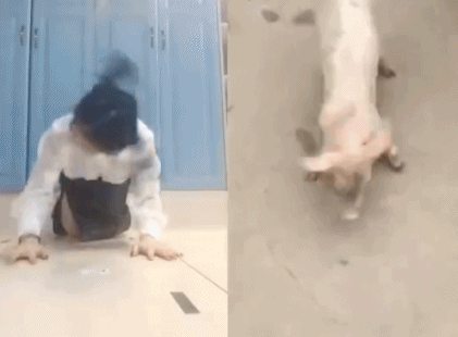 美女模仿恶搞猪的动图恶搞gif搞笑图片