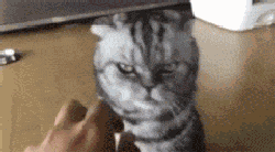 恶搞猫咪美国短毛生气咬人的搞笑动态图恶搞gif搞笑图片