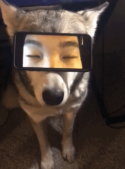 主人恶搞萌宠狗狗的搞笑gif动态魔性表情包恶搞gif搞笑图片