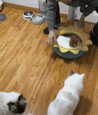 主人恶搞猫咪转圈圈的搞笑GIF动态图恶搞gif搞笑图片