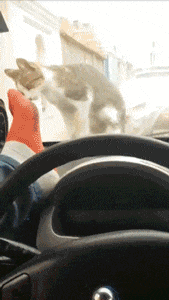 恶搞猫咪作死的搞笑GIF动图恶搞gif搞笑图片