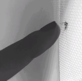 用蚊帐恶搞蚊子的搞笑动态图片恶搞gif搞笑图片