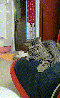 恶搞猫咪的搞笑动图恶搞gif搞笑图片