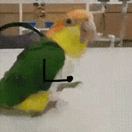 ps恶搞鹦鹉的呆萌可爱gif动态表情包恶搞gif搞笑图片