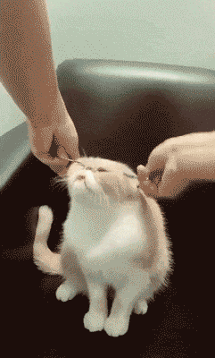 恶搞整蛊可爱猫咪GIF动图恶搞gif搞笑图片