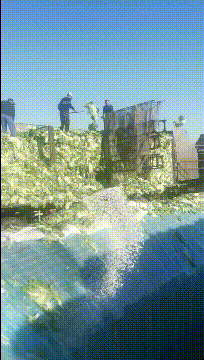 这就是你们爱吃的酸菜恶搞gif搞笑图片