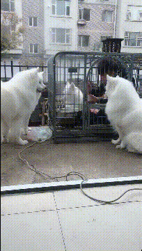 自从家里养了几只狗，家里的地位就变了恶搞gif搞笑图片