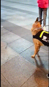 小伙子你可别闹，我可是警犬恶搞gif搞笑图片