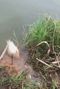 鱼儿快滚我在钓鱼恶搞gif搞笑图片