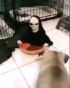 狗子：吃个饭你吓我一跳恶搞gif搞笑图片