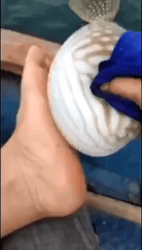 河豚：我为什么有毒，请大家看看恶搞gif搞笑图片