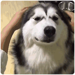 二哈表情包恶搞gif搞笑图片