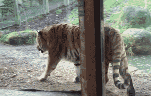 小姑娘很可爱儿童gif搞笑图片