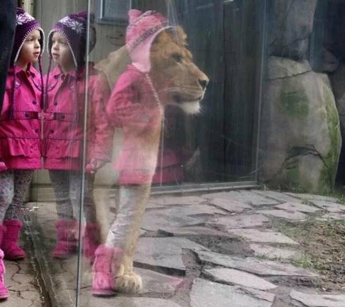 这狮子穿着还挺帅的嘛儿童gif搞笑图片