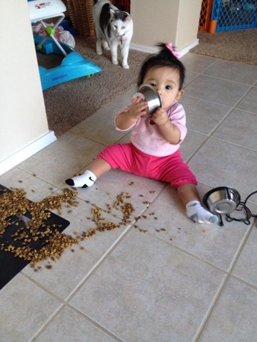 喵：报告主人，有人抢了我的晚餐儿童gif搞笑图片