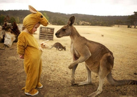 假袋鼠骗真袋鼠儿童gif搞笑图片