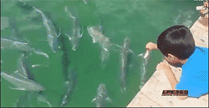 鱼儿原来是吃肉的，哈哈吓死孩子了儿童gif搞笑图片