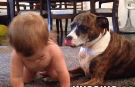 哟，腻害了，让小狗狗挠痒痒哈儿童gif搞笑图片