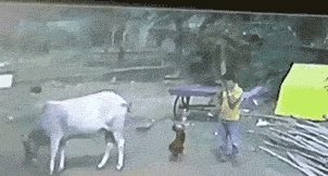 小朋友啊，牛腿是不能抱的…儿童gif搞笑图片