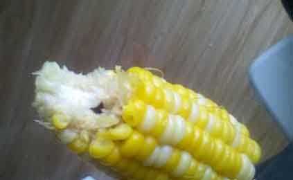 儿子说煮的玉米不好吃儿童gif搞笑图片