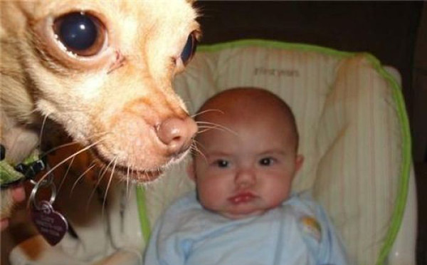 犀利的眼神儿童gif搞笑图片