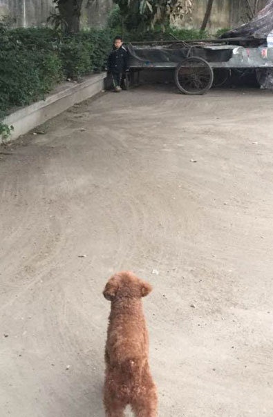 那你有经历过被泰迪逼入绝境的恐惧吗？儿童gif搞笑图片