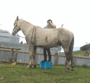 马儿乖让我上去儿童gif搞笑图片