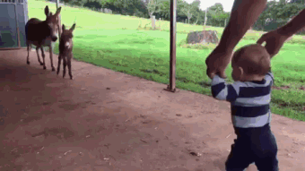 小孩和动物玩耍的图片儿童gif搞笑图片