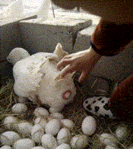 鸭生蛋被熊孩子恶搞的动图儿童gif搞笑图片