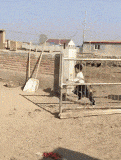 熊孩子被公鸡追的搞笑动图儿童gif搞笑图片