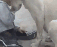 熊孩子跟狗狗玩耍的温馨GIF动态图儿童gif搞笑图片