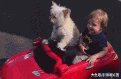 熊孩子跟狗狗玩耍开车的搞笑动图儿童gif搞笑图片