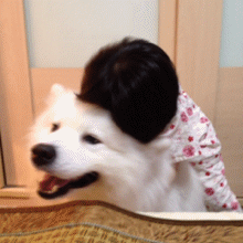 小孩子跟萌宠萨摩耶玩耍的温馨GIF动图儿童gif搞笑图片