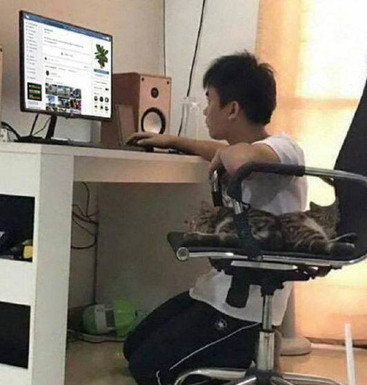 搞笑的小学生猫奴图片儿童gif搞笑图片