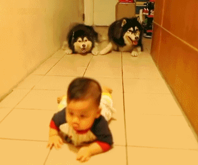 狗狗模仿小主人儿童gif搞笑图片