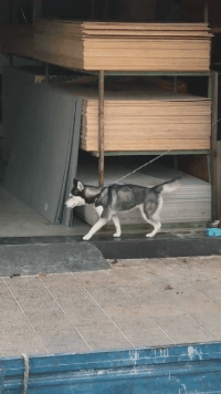 我想逃，却逃不掉儿童gif搞笑图片