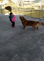 小朋友大战金毛儿童gif搞笑图片