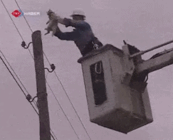 不知大哥把猫星人放在电线杆干啥动物gif搞笑图片