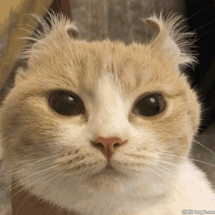 可爱的黄色猫咪摇耳朵gif动态图片gif动态gif搞笑图片