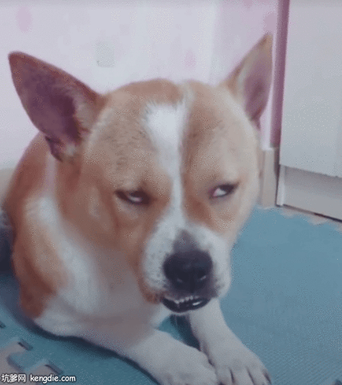 犯困的柯基想睡觉搞笑gif动态图片gif动态gif搞笑图片